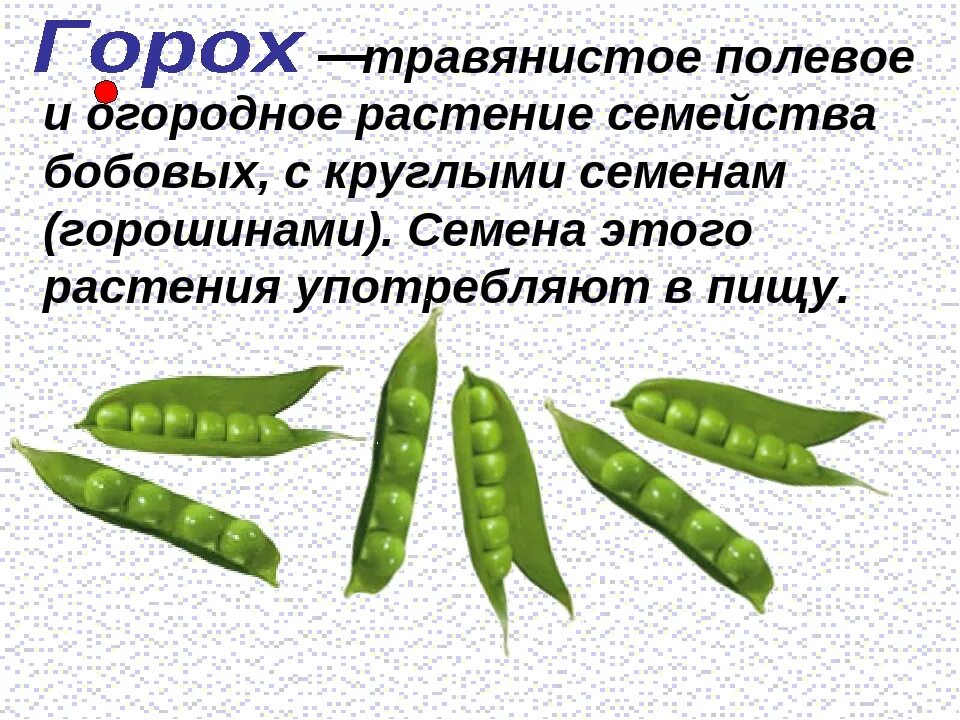 Рассказ о горохе. Горох краткое описание. Горох картинка с описанием. Интересные факты о горохе. Горох какая группа