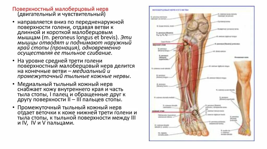 Большеберцовая нейропатия. Невропатия малоберцового нерва. Малоберцовая, большеберцовая нейропатии. Зона иннервации малоберцового нерва. Анатомии малоберцового нерва симптомы.