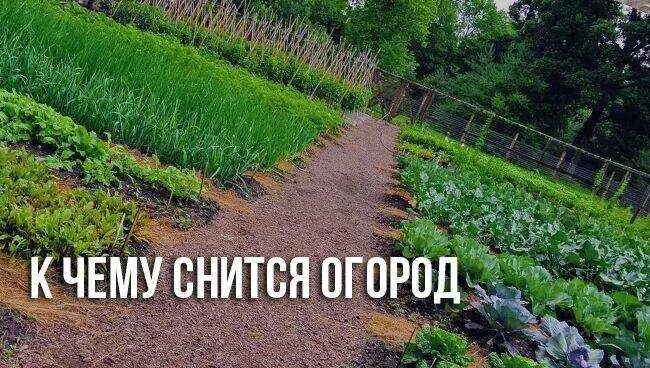 Огород во сне к чему снится