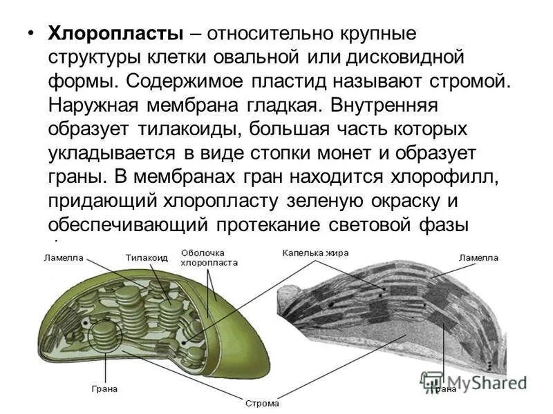 Понятие хлоропласт. Хлоропласты строение и функции. Ламеллы хлоропластов. Строение хлоропласта. Структура хлоропласта.