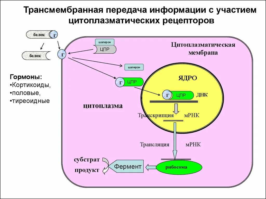 Транскрипция какой фермент. Трансляция ферменты биохимия. Ферменты трансляции ДНК. Трансляция МРНК. Транскрипция МРНК.