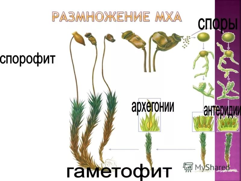 Спорофит и гаметофит у мхов. Архегоний кукушкиного льна. Спорофит мха гаметофит мха. Строение гаметофита мха.