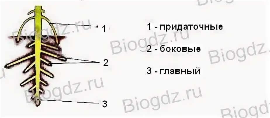 Какие корни обозначены на рисунке цифрами 1