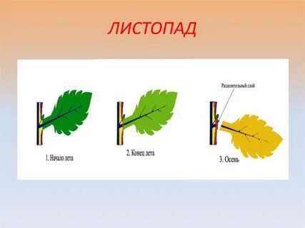 Порядок процесса листопада