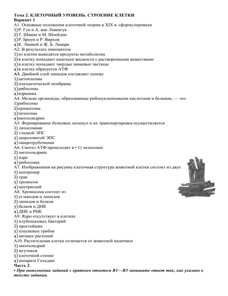 Строение клеток тест с ответами