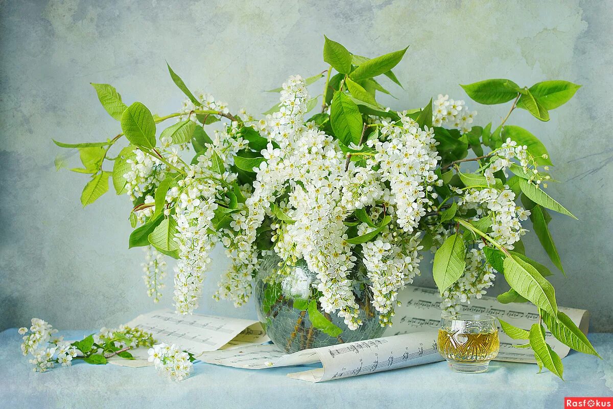 белая черемуха. расцвела черемуха на мою беду слушать. марина журавлева ах черемуха белая. галутва черемуха. красавица весна.