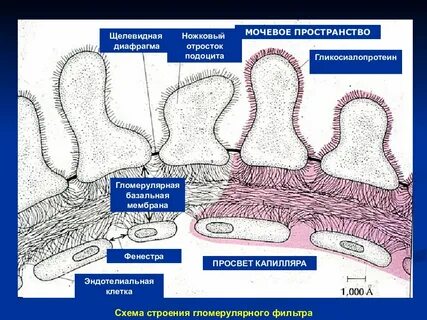 Базальная мембрана