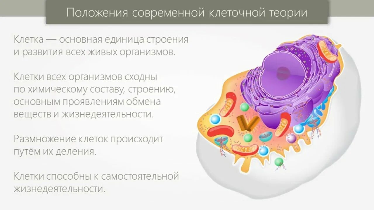 Функциональная часть живого организма. Основные структуры клетки. Клетка единица строения всех живых организмов. Теория строения клетки. Современная клетка.