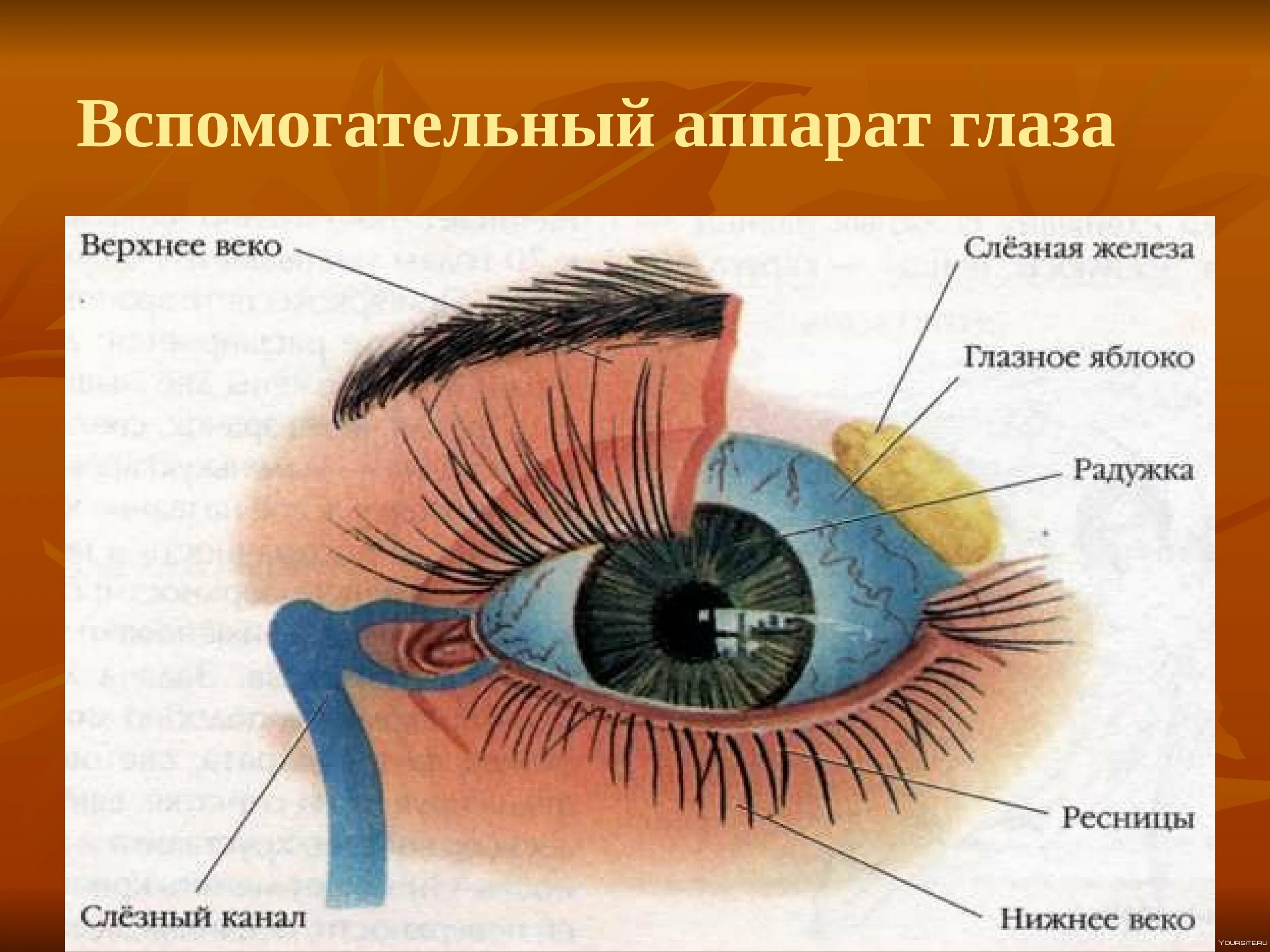 Глаза биологи. Строение глаза вид спереди. Внутреннее строение глаза человека схема. Вспомогательный аппарат глазного яблока схема. Схему строения вспомогательного аппарата глаза.