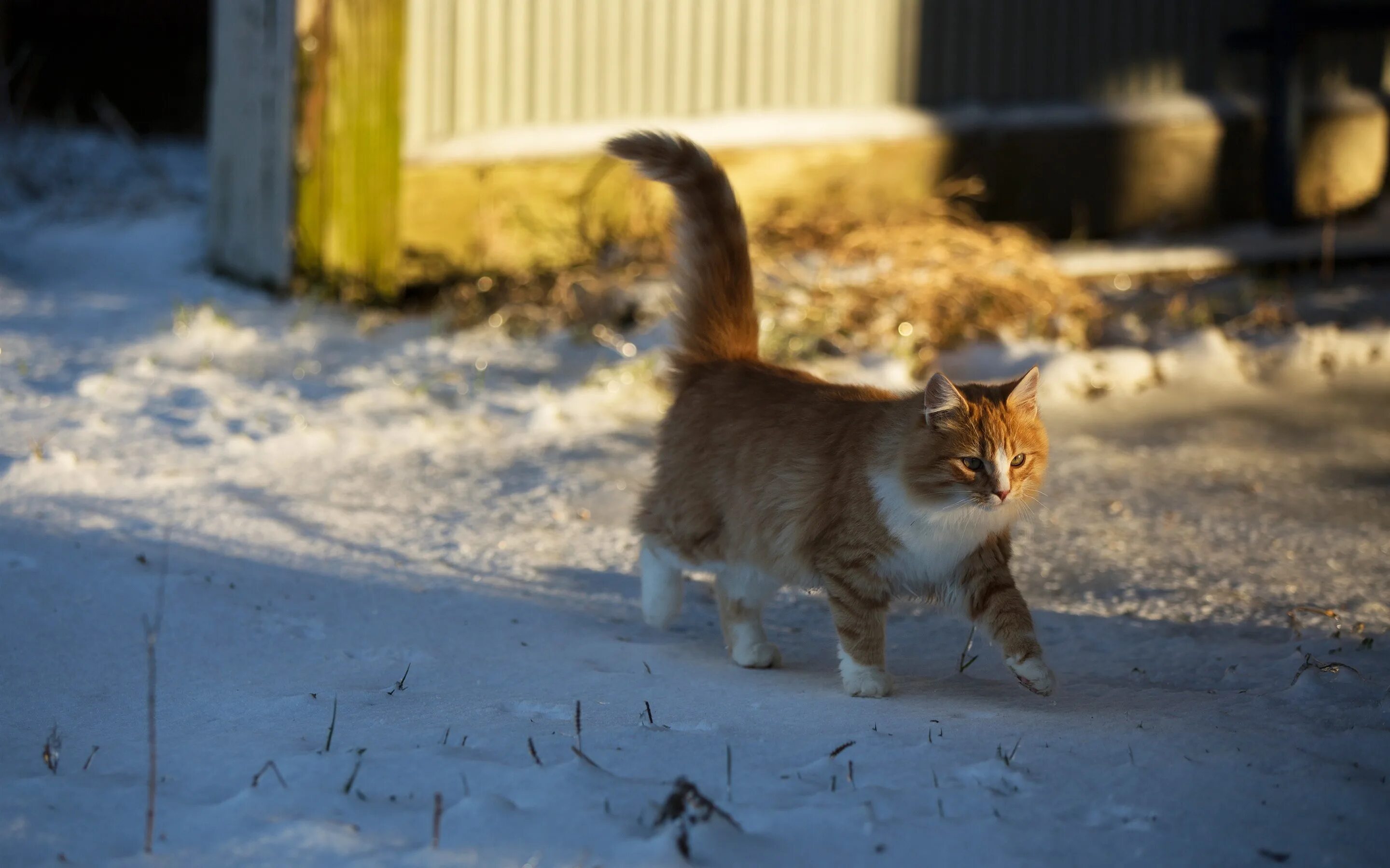 Кошка гуляет. Коты зимой. кот в снегу. кошка идет по забору.