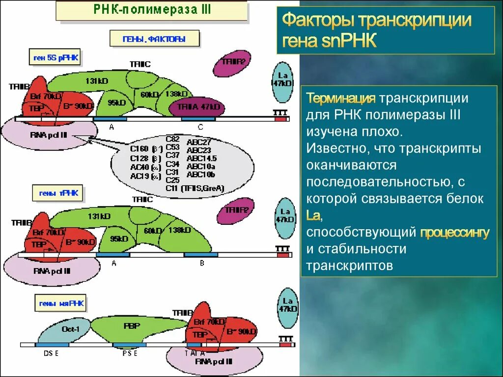 РНК полимераза 1 транскрипция. Гены транскрипционных факторов. Гены факторов транскрипции. Факторы транскрипции.