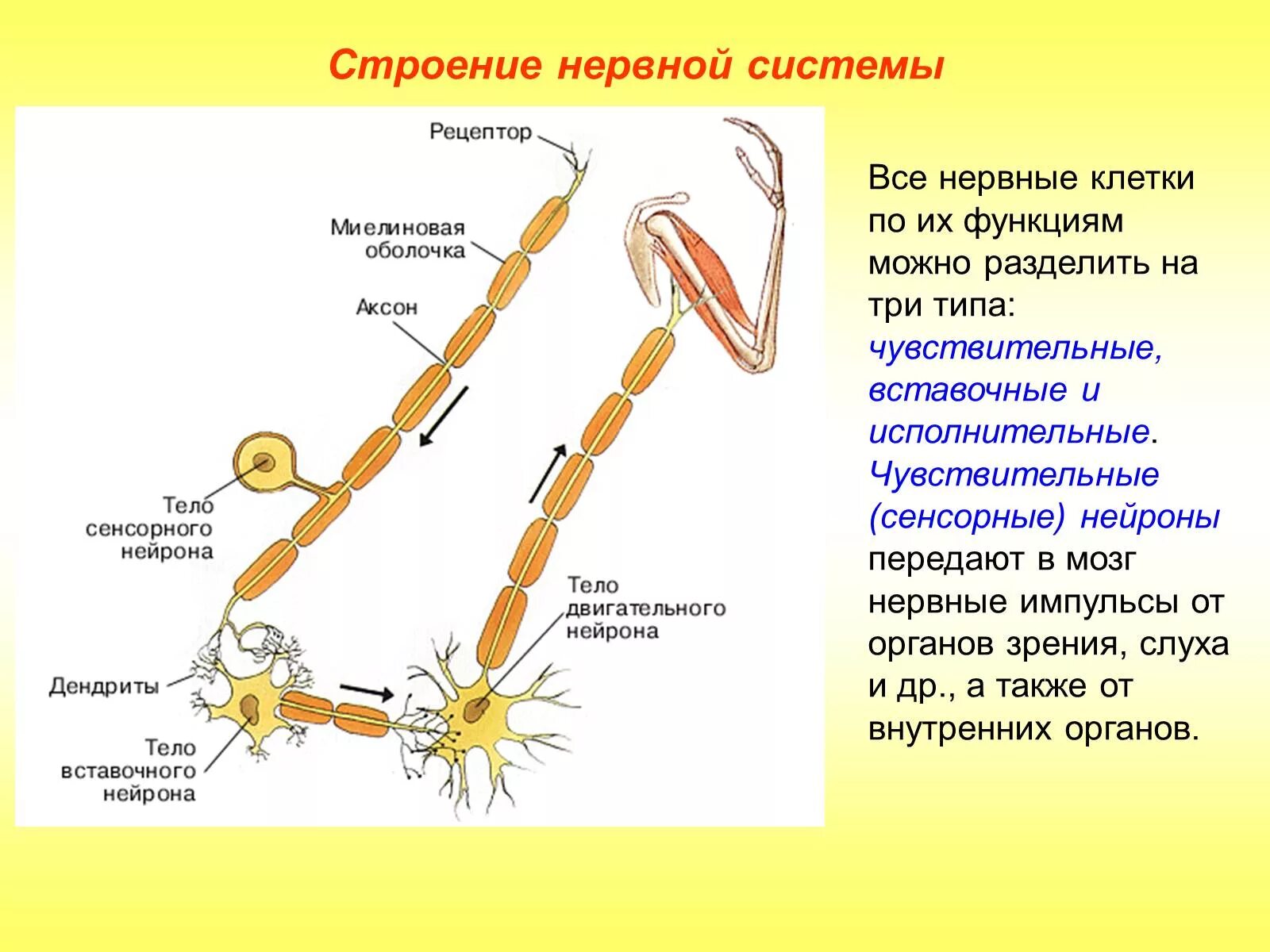 5 чувствительные нейроны передают