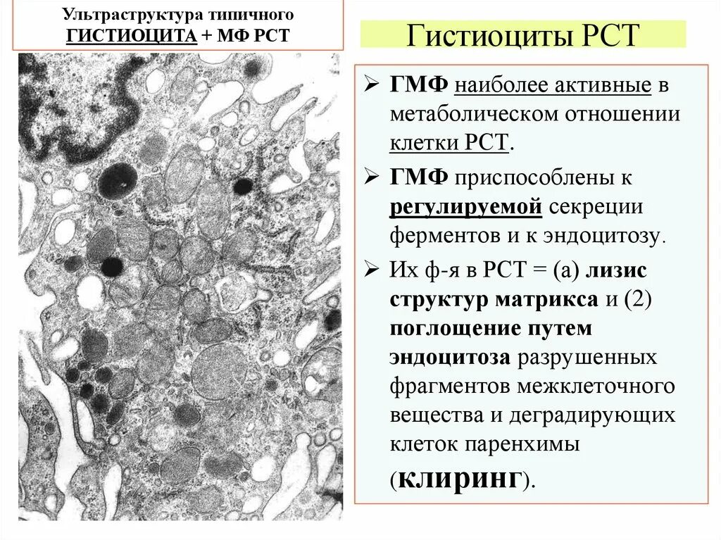 Макрофаги в тканях. Макрофаги гистиоциты. Гистиоциты соединительной ткани. Гистиоциты гистология. Гистиоциты в цитологии.