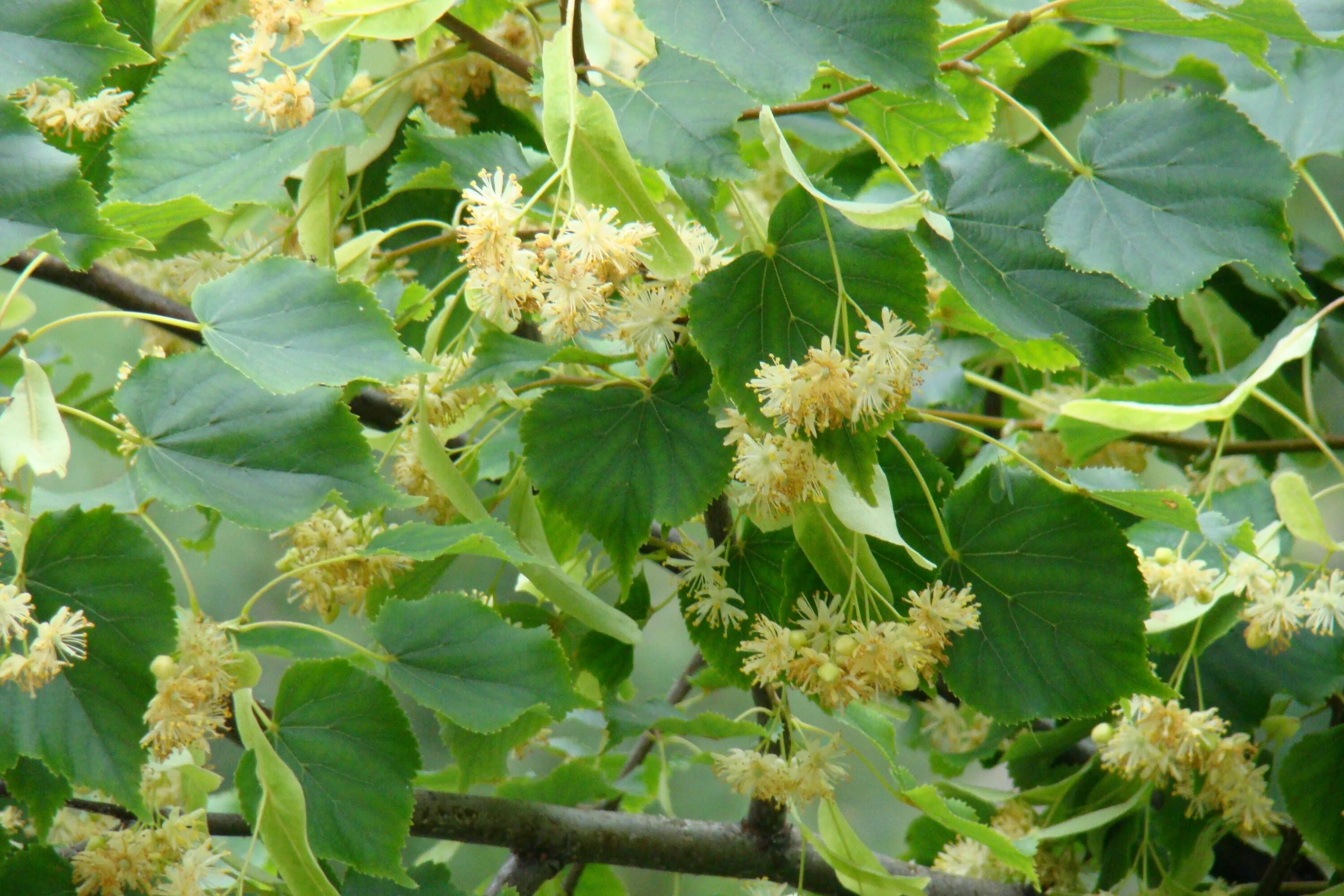 Липа мелколистная сердцевидная. Липа мелколистная, сердцевидная (Tilia cordata). Липа мелколистная цветет. Липа Сибирская мелколистная.