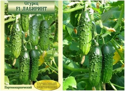 Партенокарпические сорта