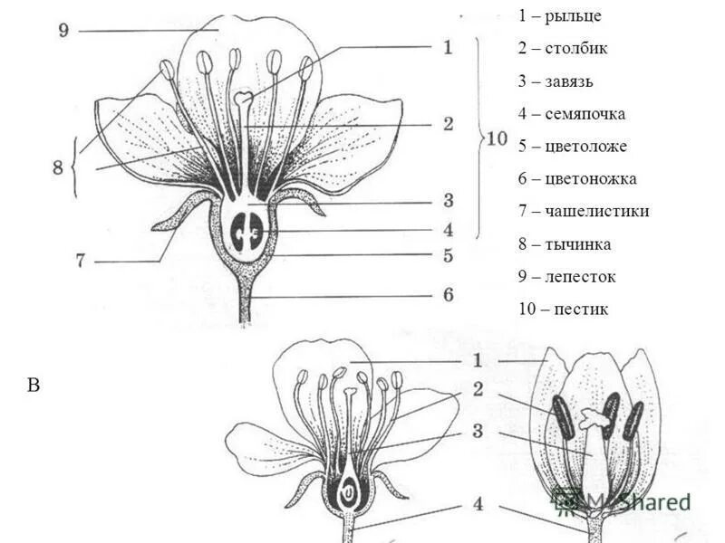 Строение цветка 6 класс биология околоцветник. Цветоложе гинецей. Строение цветка шестой класс. Строение цветка шестой класс. Генеративные органы строение цветка.