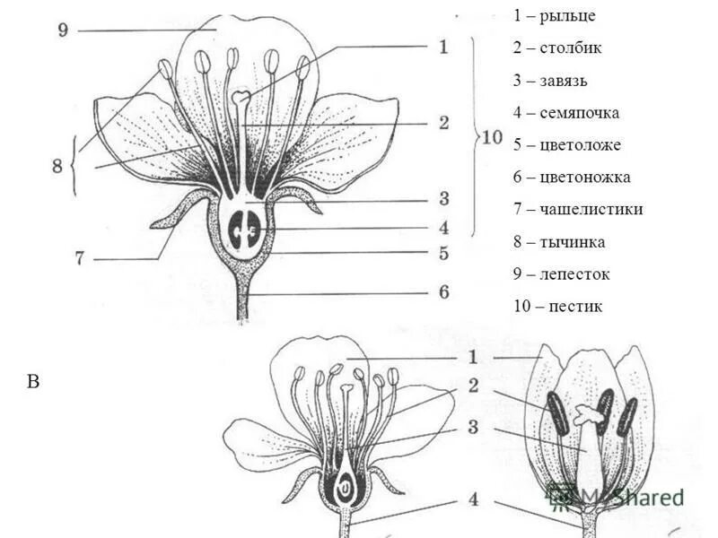 Биология 6 класс рыльце завязь. Строение завязи пестика цветка. Строение цветка цветоложе цветоножка. Схема строения завязи. Строение цветка подписать части цветка