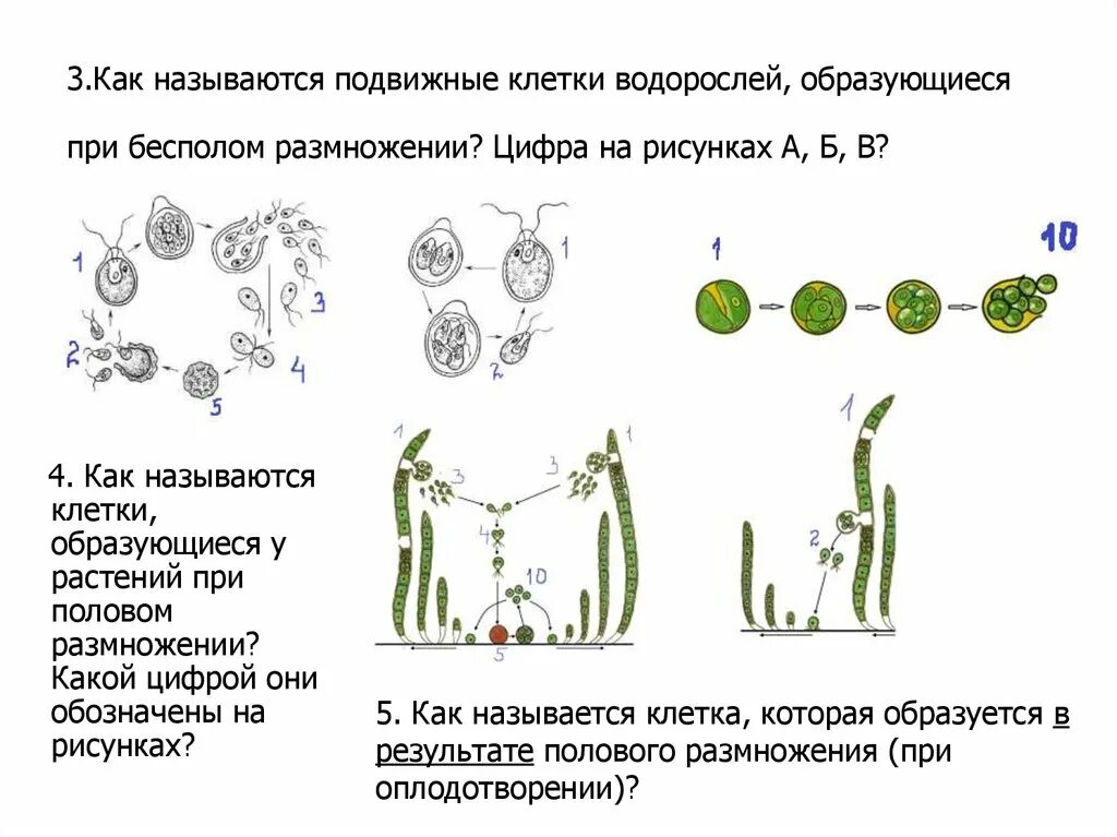 Размножение клеток водорослей. Бесполое размножение водорослей. Бесполое вегетативное размножение водорослей. Схема бесполого размножения клеток водорослей. Бесполое размножение бурых водорослей.