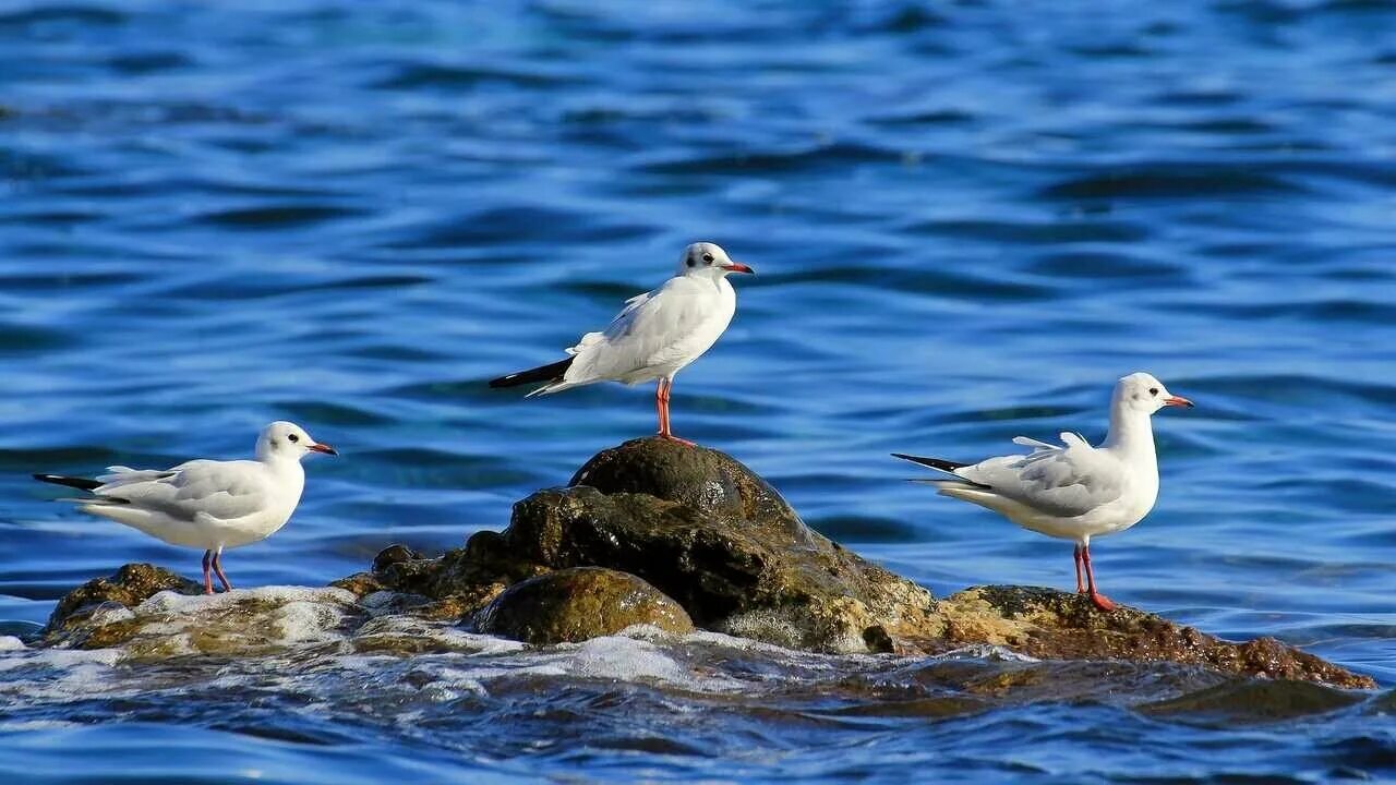 морские чайки. атлантический буревестник. птицы над морем. птицы белого моря. чайка белого моря.
