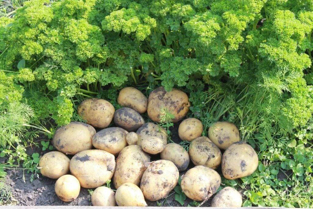 Сорт картофеля Гала. Ботанический сорт Гала. Картофель гала урожайность