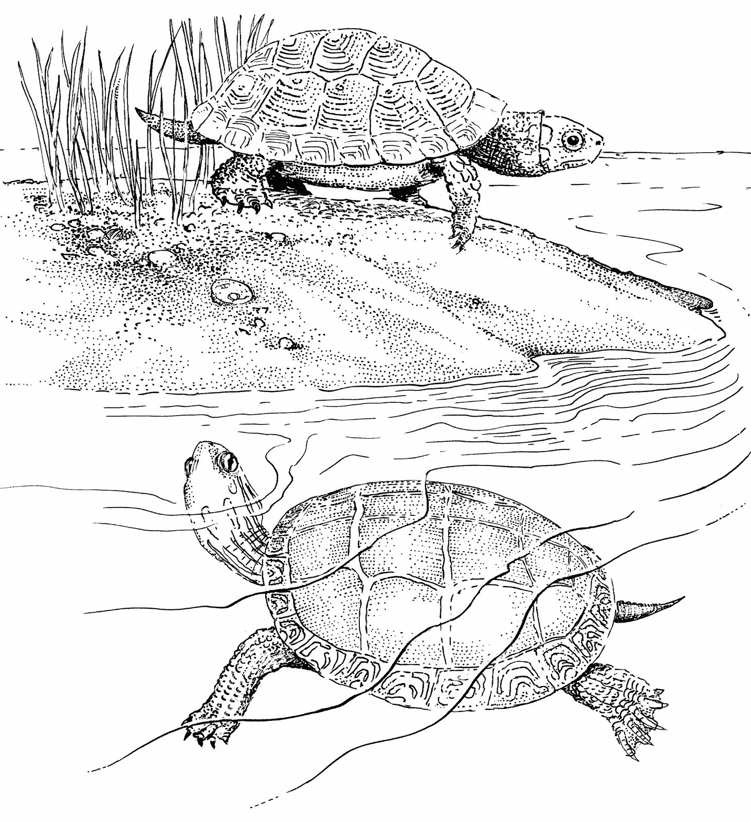 Красноухая Болотная черепаха. Красноухая черепаха раскраска. Набросок красноухой черепахи. Европейская Болотная черепаха рисунок.
