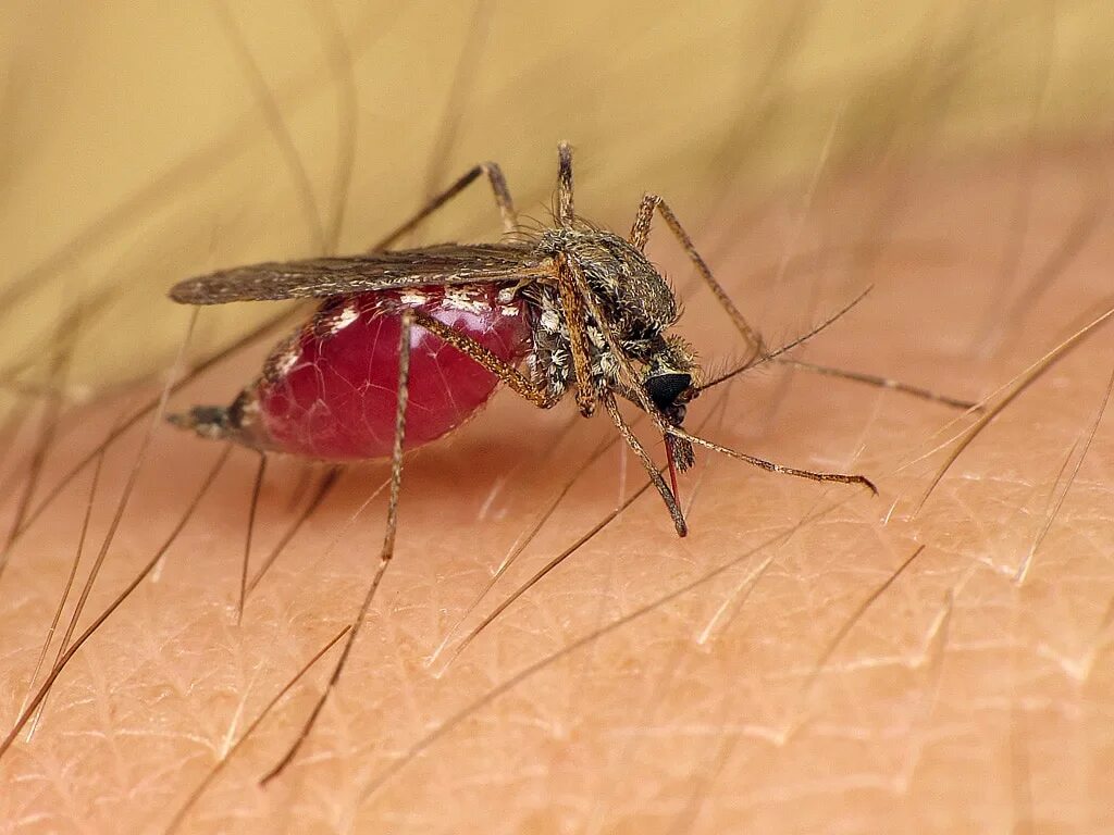 Малярия в домашних условиях. Малярийный плазмодий комар. Малярия малярийный плазмодий. Малярия возбудитель малярийный комар.