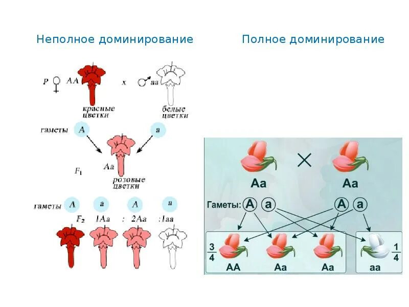 Неполное доминирование генетика. Неполное доминирование это в биологии. Полное доминирование неполное доминирование кодоминирование. Схема наследования признаков при неполном доминировании. Аллельные гены альтернативные признаки