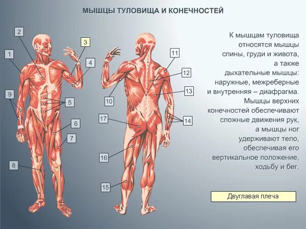 Мышцы туловища и конечностей 8 класс биология. Схема мышцы туловища и конечностей. Мышцы туловища и конечностей 8 кл. Пластическая анатомия мышц туловища. Мышцы туловища и конечностей рис 29.