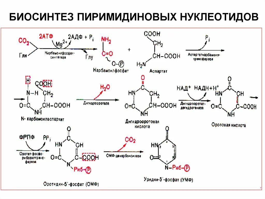 Синтез пиримидиновых нуклеотидов. Синтез пиримидиновых нуклеотидов биохимия. Схема синтеза пиримидиновых нуклеотидов. Синтез пиримидиновых нуклеотидов нуклеотидов.