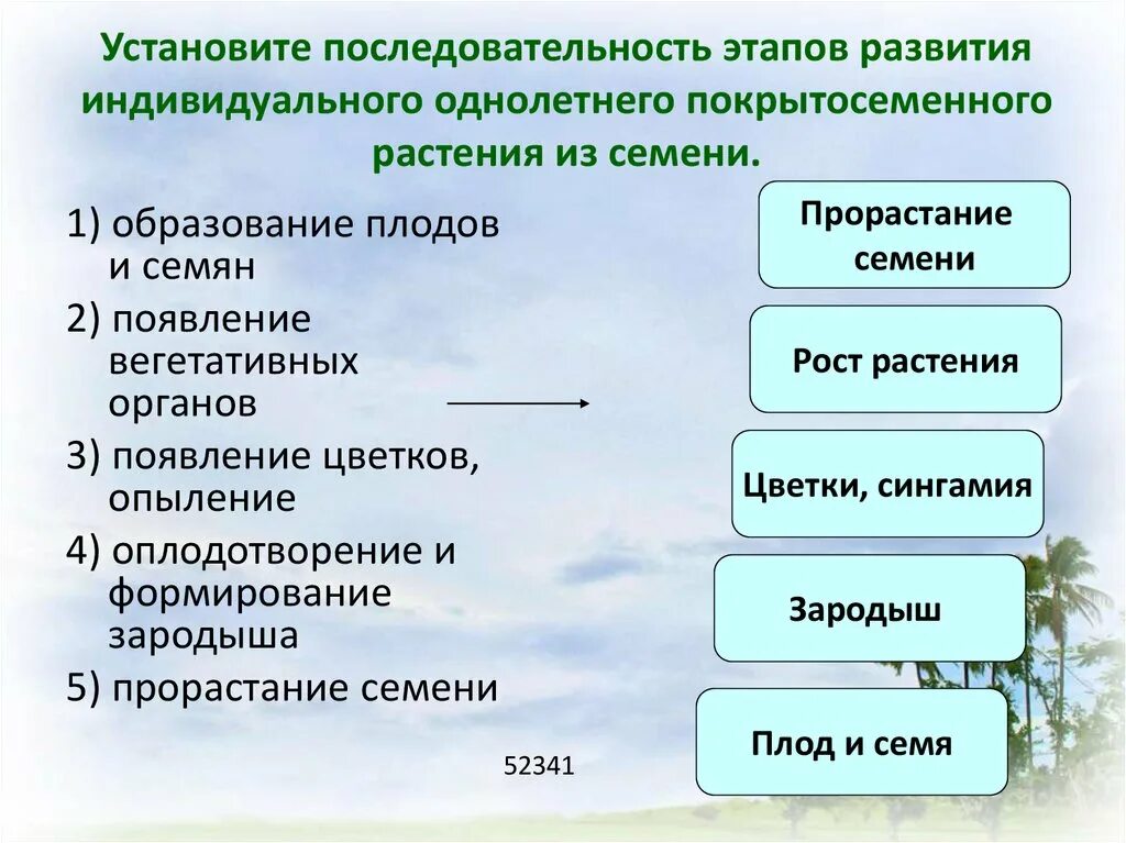 Установите последовательность развития семени покрытосеменных