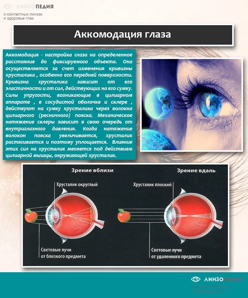 Изменение хрусталика при аккомодации. Аккомодация хрусталика глаза. функция аккомодации глаза. изменение кривизны хрусталика глаза.