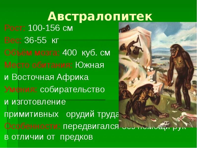 Австралопитек рост и вес. Австралопитек рост вес объем мозга. Австралопитек умения. Австралопитек характеристика.