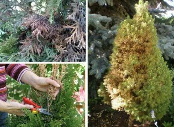 Обработка хвойных осенью. Обработка хвойных осенью. Опрыскивание туи. Пинцировка хвойников. Обработка хвойных.