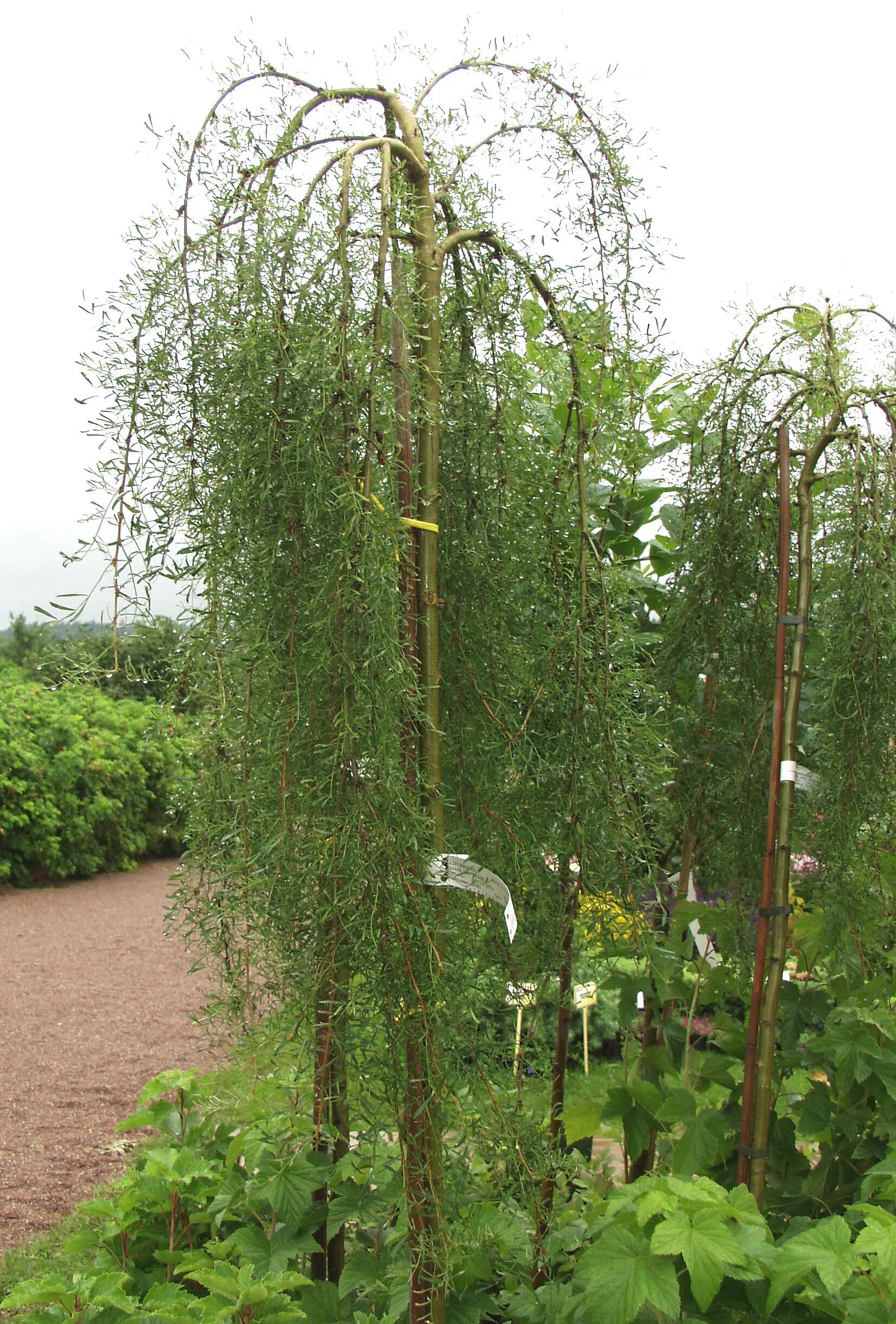 Акация древовидная (сaragana arborescens). Карагана плакучая. Карагана пендула. Акация древовидная пендула. Карагана на штамбе.