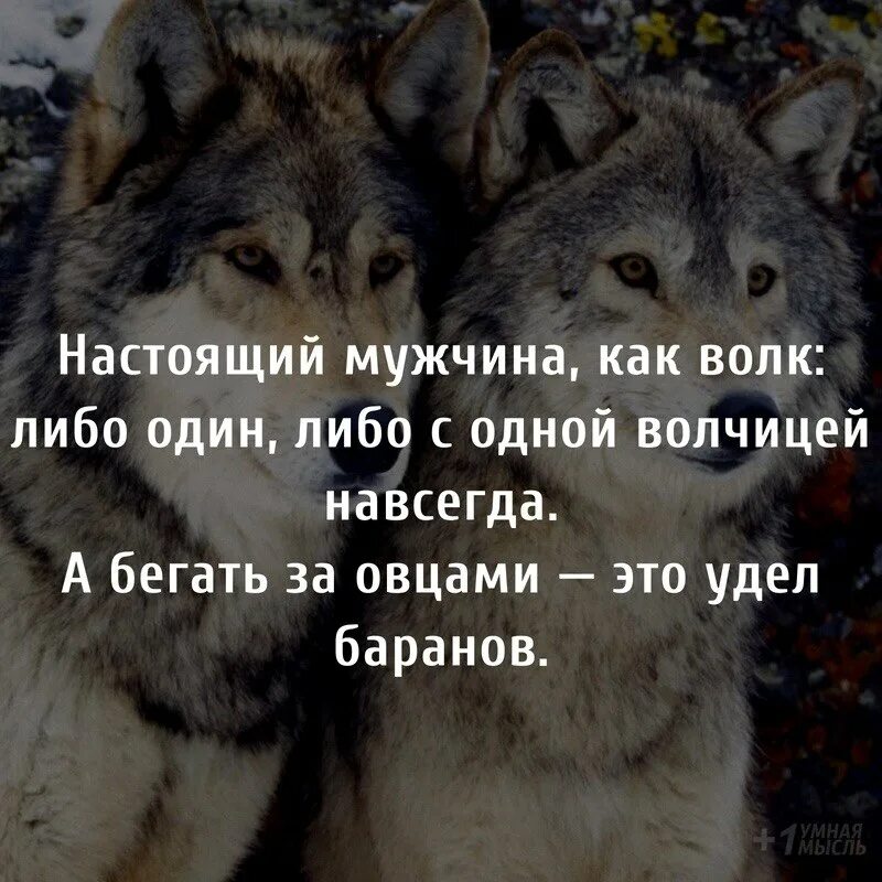 Всю жизнь овца волков. Статусы про Волков. Цитаты волка. Статусы с волками. Красивые статусы с волками.