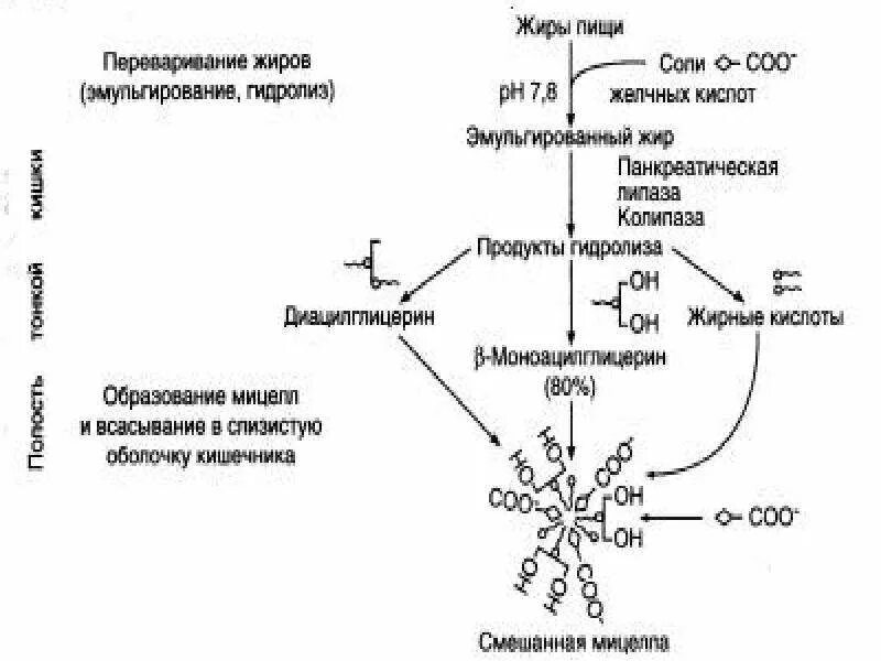 Процесс переваривания и всасывания жиров. Эмульгирование жиров схема. схема эмульгирования жиров под действием желчных кислот. схема переваривания липидов. схема переваривания жиров биохимия.