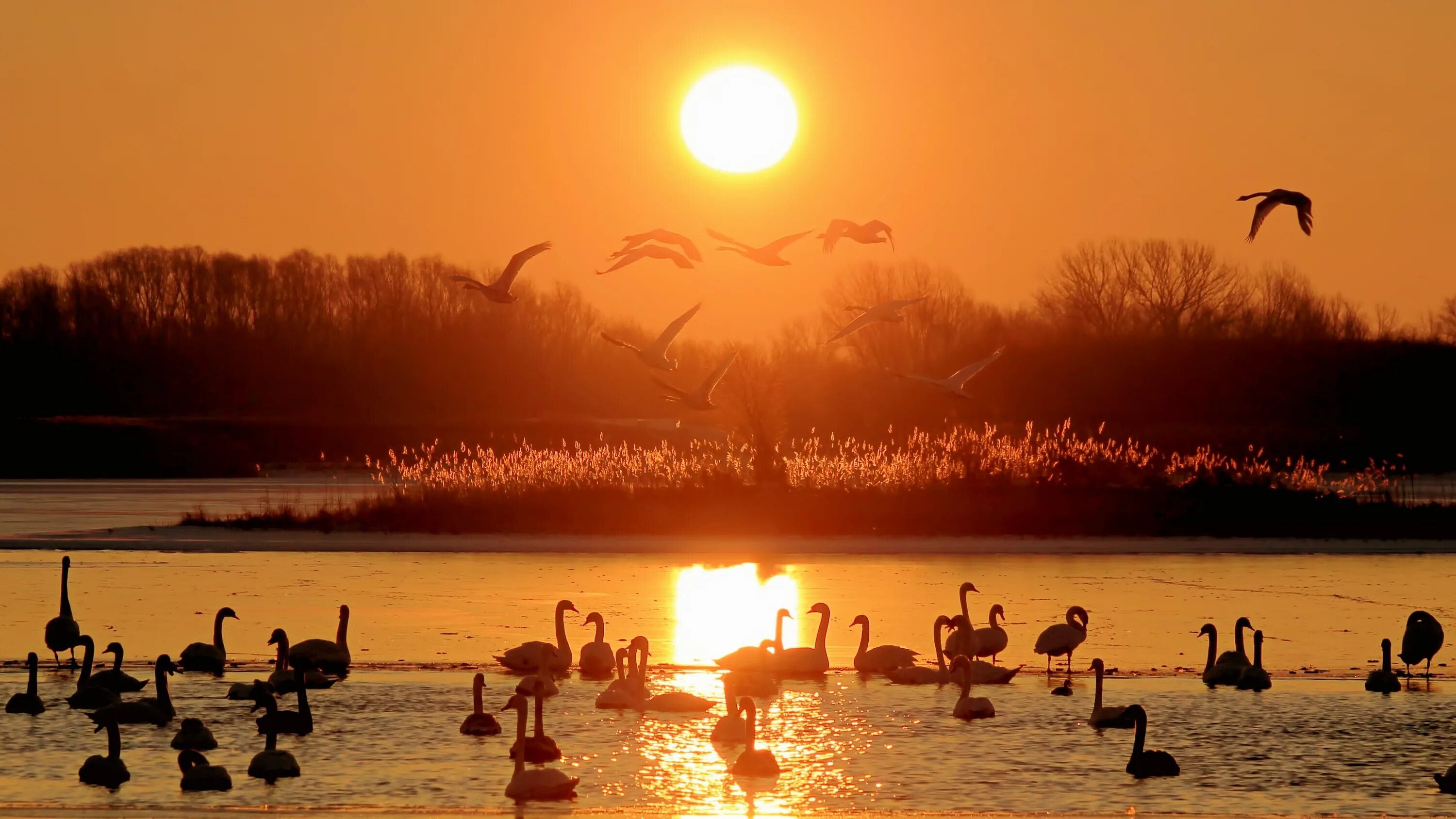 Звук птиц медитация. Восход на озере Подборное. Зима птицы солнце. Два журавля на закате. Обои на телефон рассвет закат озеро лебеди.