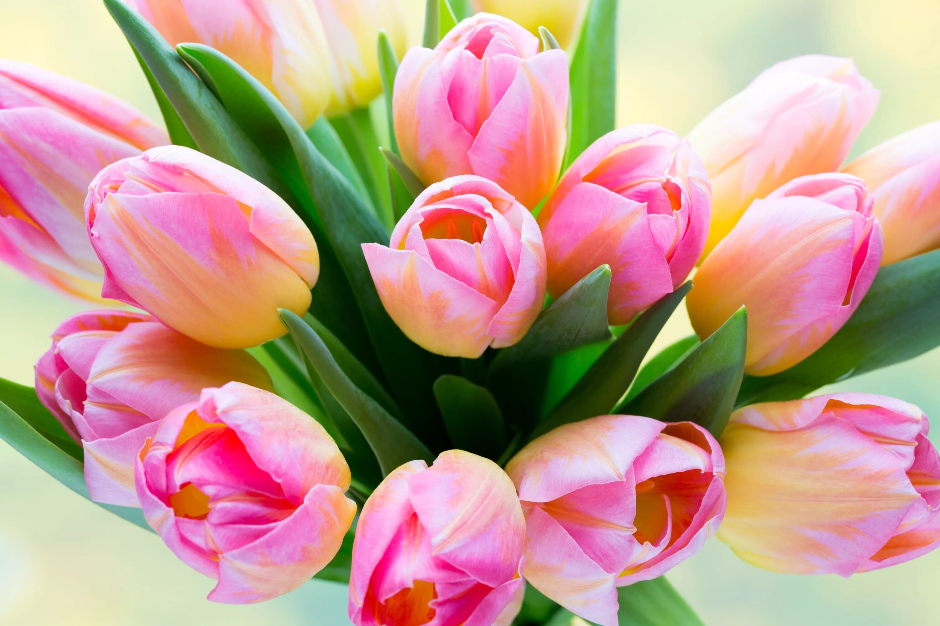 Покажи цветы тюльпаны. Тюльпан Изуми. Весенний букет розовые тюльпаны. Розовые тюльпаны. Шикарный букет тюльпанов.