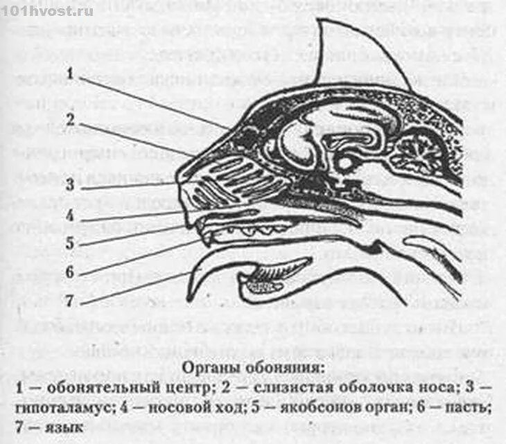 Обоняние у млекопитающих. Обонятельный анализатор животных строение. Обонятельный анализатор нос. Орган обоняния у животных анатомия. Носовая полость собаки анатомия.