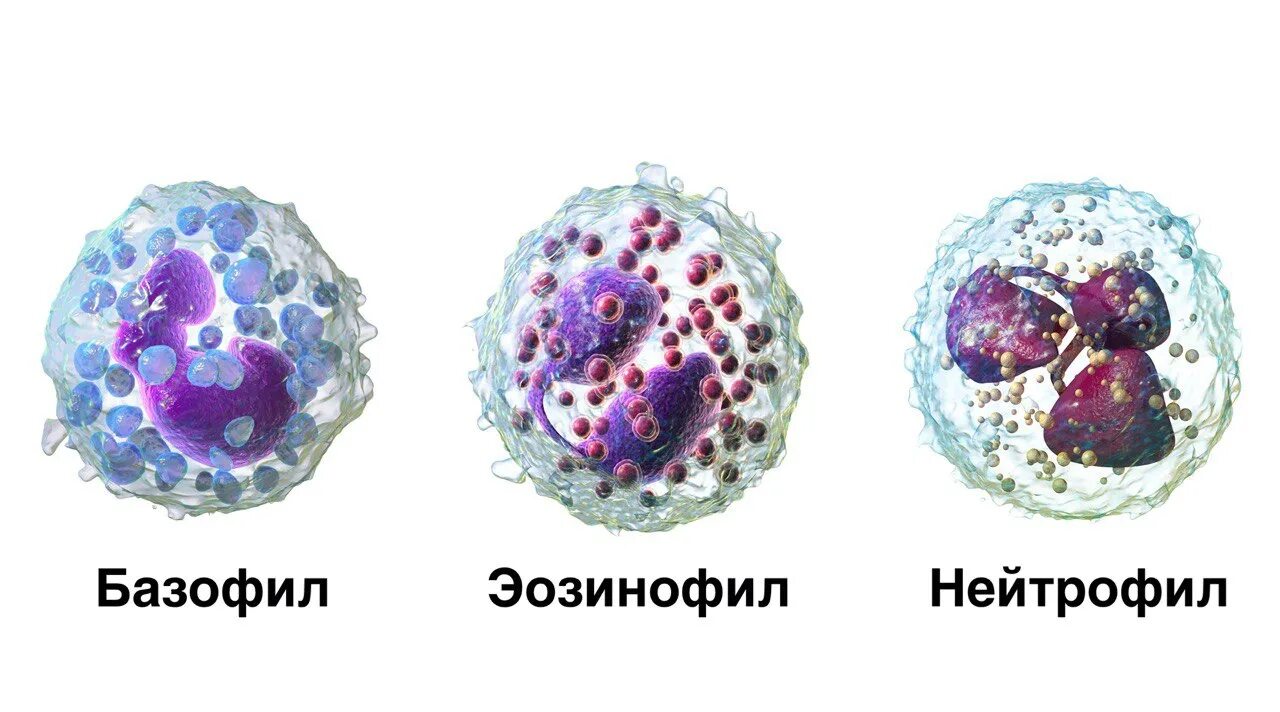 Гранулоциты макрофаги. Нейтрофилы базофилы и эозинофилы. базофилы это макрофаги. базофилы фагоциты. макрофаги нейтрофилы базофилы эозинофилы функции.