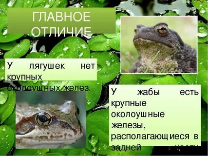 Чем отличается лягушка от человека