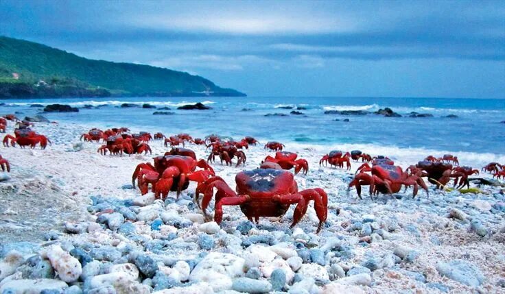 Christmas Island is home to a whopping 50 million bright red land crabs called