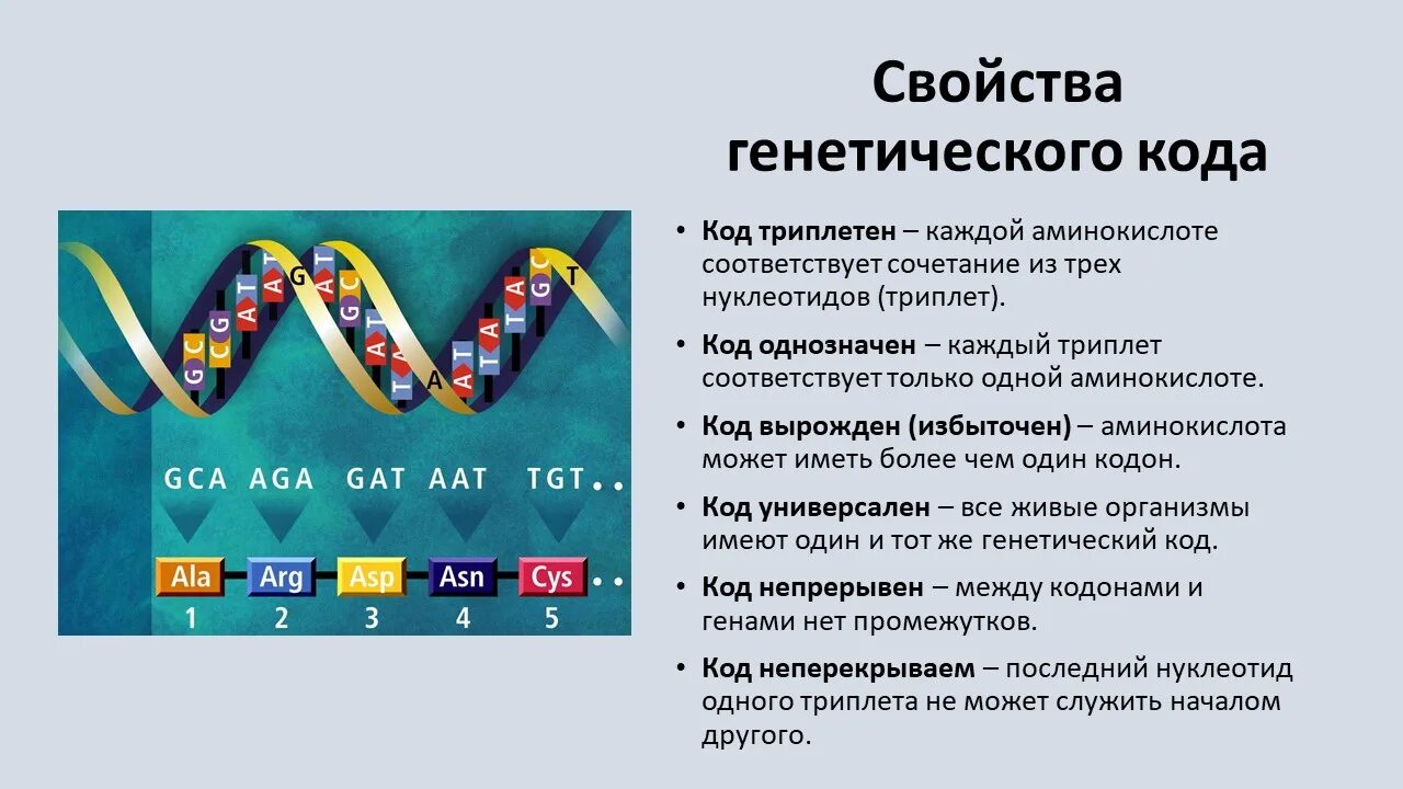 Универсальность генетического кода. Таблица генетического кода. Свойства генетического кода биология таблица. Генетический код (кодоны), биосинтез белка. Генетический код правила.