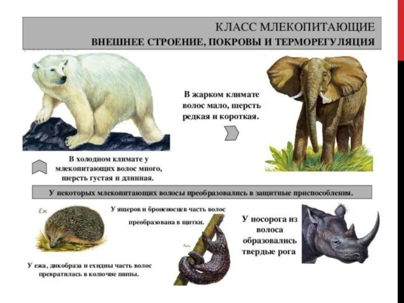 Внешнее строение млекопитающих. Терморегуляция млекопитающих. Строение шерсти млекопитающих. Внешнеестраение млекопитающих.