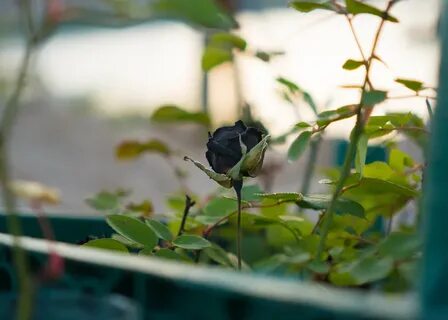Black bud