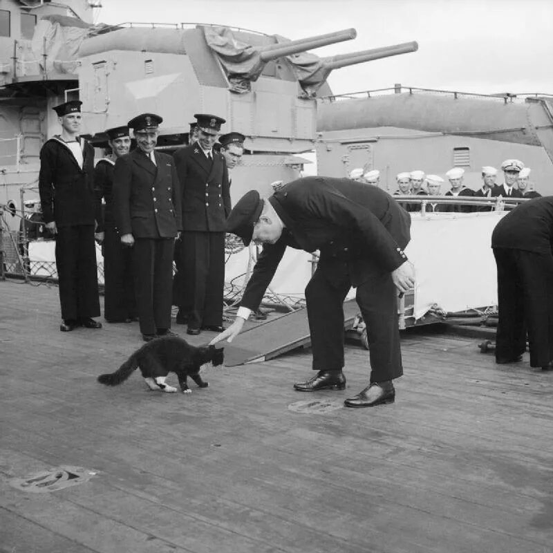 Корабельный кот. Непотопляемый Сэм Корабельный кот. Уинстон Черчилль кот. Непотопляемый Сэм кот и Черчилль. Кот Блэки Черчилль.