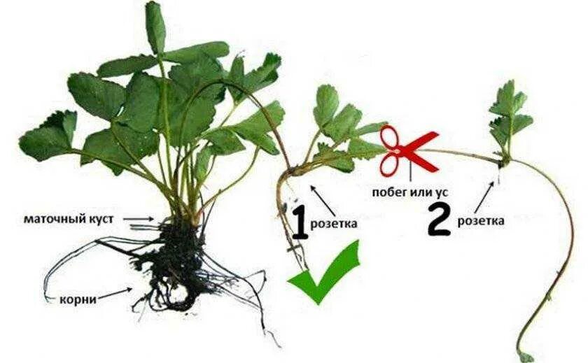 Нужно ли обрезать усы. Вегетативное размножение клубники усами. Укорененные усы клубники. Клубника куст размножение усами. Размножение усами.
