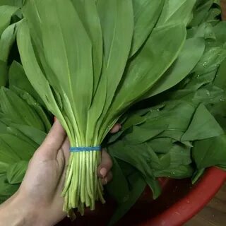 Лесной чеснок