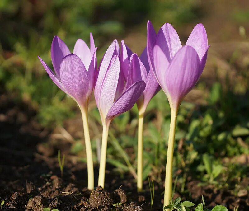 Безвременник джайант. Безвременник джайант. Безвременник клубнелуковицы. Безвременник осенний клубнелуковицы. Безвременник клубнелуковицы.