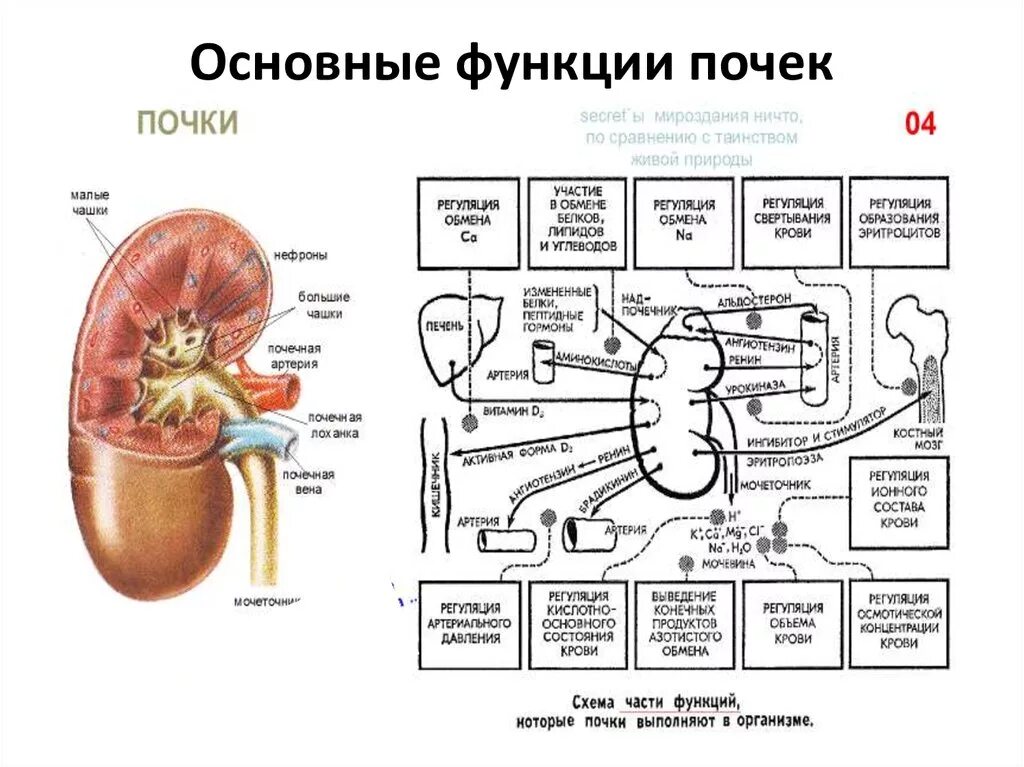 Каковы функции почек. Функции частей почки. Функции органов почки. Строение функции почек органы функции. Функции каждой структуры почки.